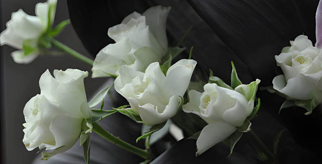 Roses blanches en gros plan sur un fond sombre